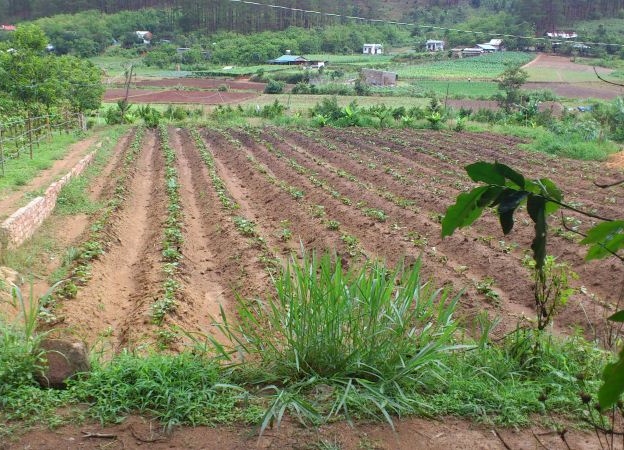 “Sốt” đất nông nghiệp, nhà đầu tư mạnh tay xuống tiền bất chấp rủi ro